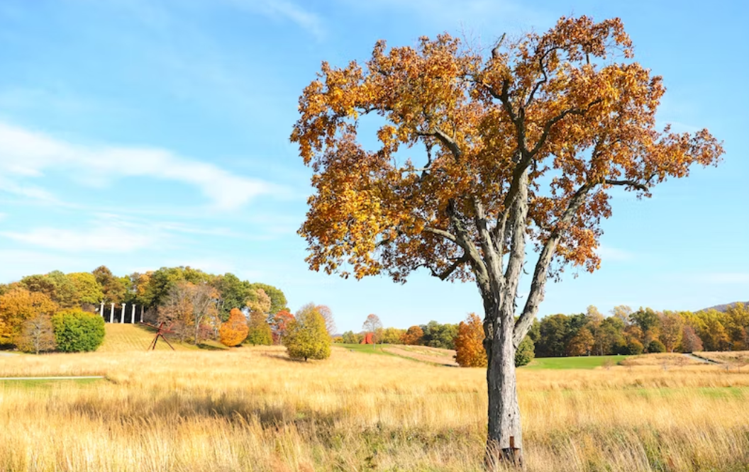 美国八大藤校研究生录取要求和偏好介绍